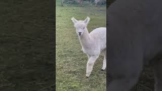 Karl Alpaka denmark alpacalife alpacalove alpaca cute [upl. by Hiroshi]