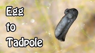 TIMELAPSE  Frog Egg to Tadpole [upl. by Harden202]