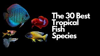 The 30 Best Tropical Fish Species🐠 [upl. by Rus]