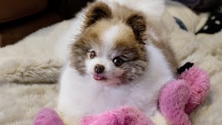 2 Pomeranian Dogs Play with their FAVORITE stuffed animal Cute Pomeranian Brothers [upl. by Atteuqahs880]