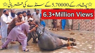 Peshawar k 570k Ke sandy ki Qurbani  63M  Views  Eid 22  IRSHAD91 [upl. by Lindell]