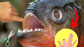 Piranha Fish Cutting Like Scissors  Piranha Fish Scissors like Teeth [upl. by Anuait]