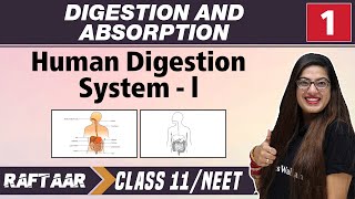 Digestion and Absorption 01  Human Digestion system l  Class 11NEET [upl. by Blankenship]