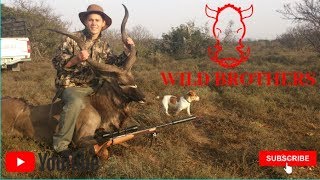 Hunting 2020  Wilgerfontein part05 Kudu hunt head shot 7x64 brenneke SAKO 150GR ELDX HORNADY [upl. by Kissiah]