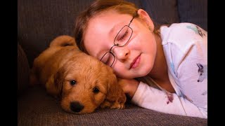 ADORABLE GOLDENDOODLE PUPPIES [upl. by Mayberry]