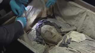 quotAstonishinglyquot wellpreserved 17th century mummy found [upl. by Ahsercal]