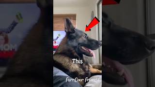 Veteran Dog Hilarious Reaction to Trigger Words dog funnyanimals shorts [upl. by Melinde]