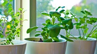 10 Herbs You Can Grow Indoors on Kitchen Counter [upl. by Rephotsirhc691]