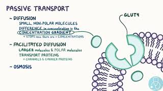 transport membranaire [upl. by Leahkim]