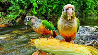 green conure bird eating corn in water It sings too Green Cheek Conure Parrot Bird [upl. by Nunci]