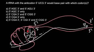 mRNA and tRNA problem and solution [upl. by Mariska577]