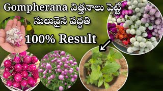 how to grow Gompherana from seeds in telugu growing gompherana from seeds [upl. by Melcher]