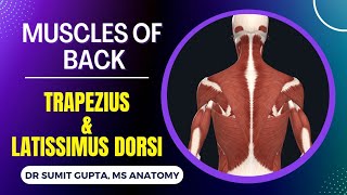 MUSCLES OF BACK  Trapezius and latissimus dorsi muscles  POSTERIOR AXIOAPPENDICULAR MUSCLES [upl. by Niloc]