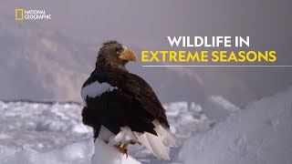 Wildlife of Japan  Japan’s Wild Year  हिंदी  Full Episode  S1  E1  Nat Geo Wild [upl. by Baer799]