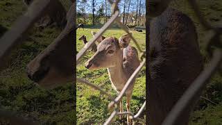 herbst autumn fall westerwald julebuergerfee Tiere animals [upl. by Karine]