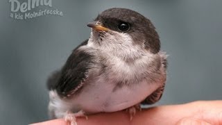 Delma a kis molnárfecske  Delma the baby swallow [upl. by Tcideneb]