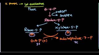 Hexose monophosphate shunt  pentose phosphate pathway [upl. by Ahern530]