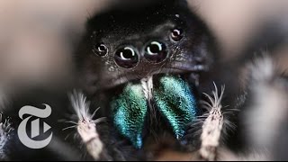 Inside a Jumping Spider’s Brain  ScienceTake  The New York Times [upl. by Marylin]