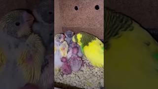 Mashallah parrot baby feeding female youtubeshorts babies trendingshorts foryou [upl. by Ixel]