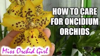 How to care for Oncidium Orchids and Intergenerics  watering fertilizing reblooming [upl. by Gerger240]