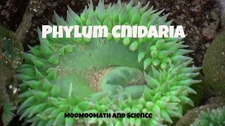 Phylum CnidariaCharacteristics and Examples [upl. by Meares716]