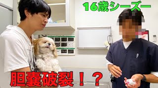 【病状悪化】愛犬が余命宣告されているみたいでショックでした・・・【胆嚢粘液嚢腫】 [upl. by Yeleek346]