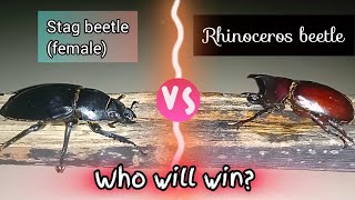 Battle of Stag beetle and Rhino beetle [upl. by Aleekat]