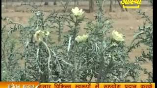 सत्यानाशी Prickly Poppy Mexican Poppy [upl. by Nibla]