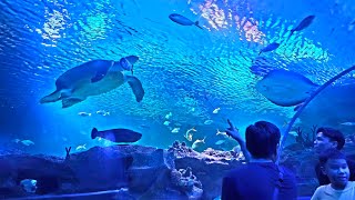 Aquaria KLCC Largest Aquarium in Southeast Asia [upl. by Ynohtn]