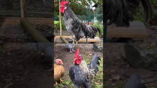 Roster crowing so Beautyfullchicken birds crowingrooster shortvideo shortviral [upl. by Hamer]