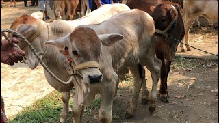 funny video cow jump from truck arrive at the marketcow video sound for kidsfunny cow [upl. by Leasi]