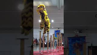 When Lions Missed a Step shorts acrobaticliondance [upl. by Ahsinauj]