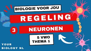 5 vwo  Regeling  3  Het zenuwstelsel neuronen [upl. by Kelvin133]