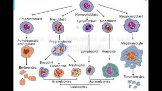 محاضره Aplastic anemia [upl. by Woodsum734]