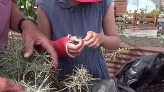 How to take Dianthus cuttings [upl. by Canada557]