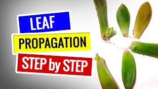 SUCCULENT PROPAGATION  LEAF PROPAGATION Step by step [upl. by Roderic]