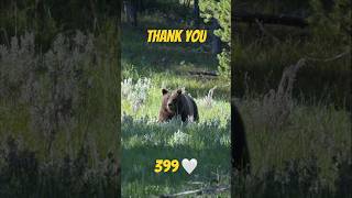 Is This the Greatest GRIZZLY BEAR of All Time [upl. by Llenehc462]