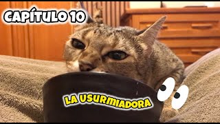 Capítulo 10  A Comida  A USURPADORA dos GATOS [upl. by Epotimet81]