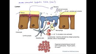 Mucosa associated lymphatic tissue [upl. by Ahsertal923]