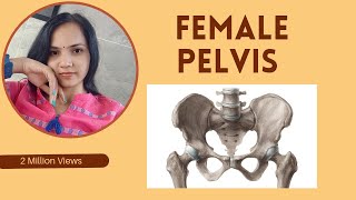 Female pelvis functionsbone description femalepelvis pelvicfloor pelvicmuscles youtubevideo [upl. by Cerracchio]