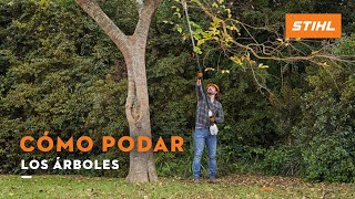 Cómo podar los árboles  STIHL [upl. by Bascio]