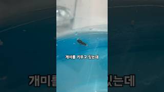 여왕개미 키우기 2탄 개미 키우기 곤충 [upl. by Brad]