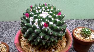 Mammillaria polythele quottolucaquot  Jardim da Jura [upl. by O'Shee827]