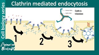 Clathrin mediated endocytosis overview [upl. by Einneg135]