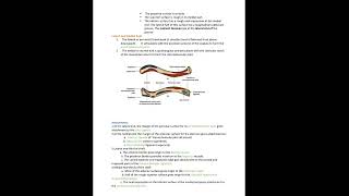 clavicle anatomy [upl. by Oinoitna779]