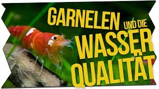 GARNELEN amp DIE WASSERQUALITÄT  GarnelenTv [upl. by Llennoj]