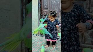 cute baby parrot Cute Eliza Cute Parrot [upl. by Allerie113]