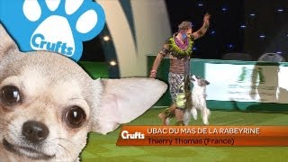 Heelwork to Music  Freestyle International Competition  Runner Up  Crufts 2013 [upl. by Chaddie551]