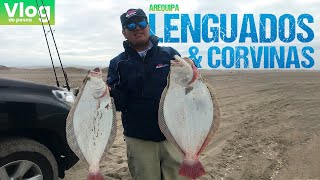 Pesca de Lenguados y Corvinas  VLOG  Arequipa  Perú [upl. by Ahtram]