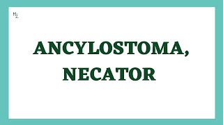 Hookworms Ancylostoma duodenale amp Necator americanus  Hookworm Causes Diagnosis amp Treatment [upl. by Herstein]